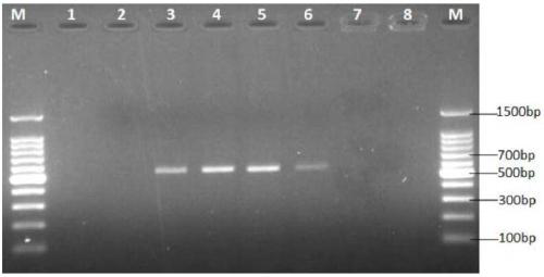 Method for rapid identification of aldrichina grahami