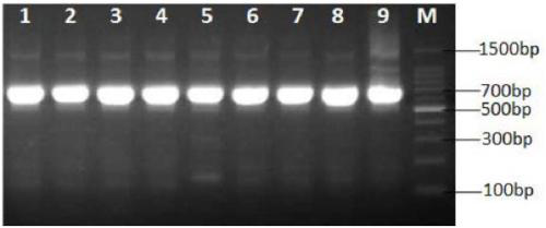 Method for rapid identification of aldrichina grahami