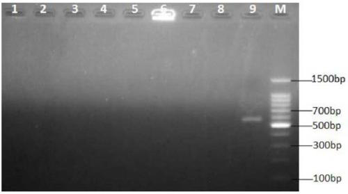 Method for rapid identification of aldrichina grahami