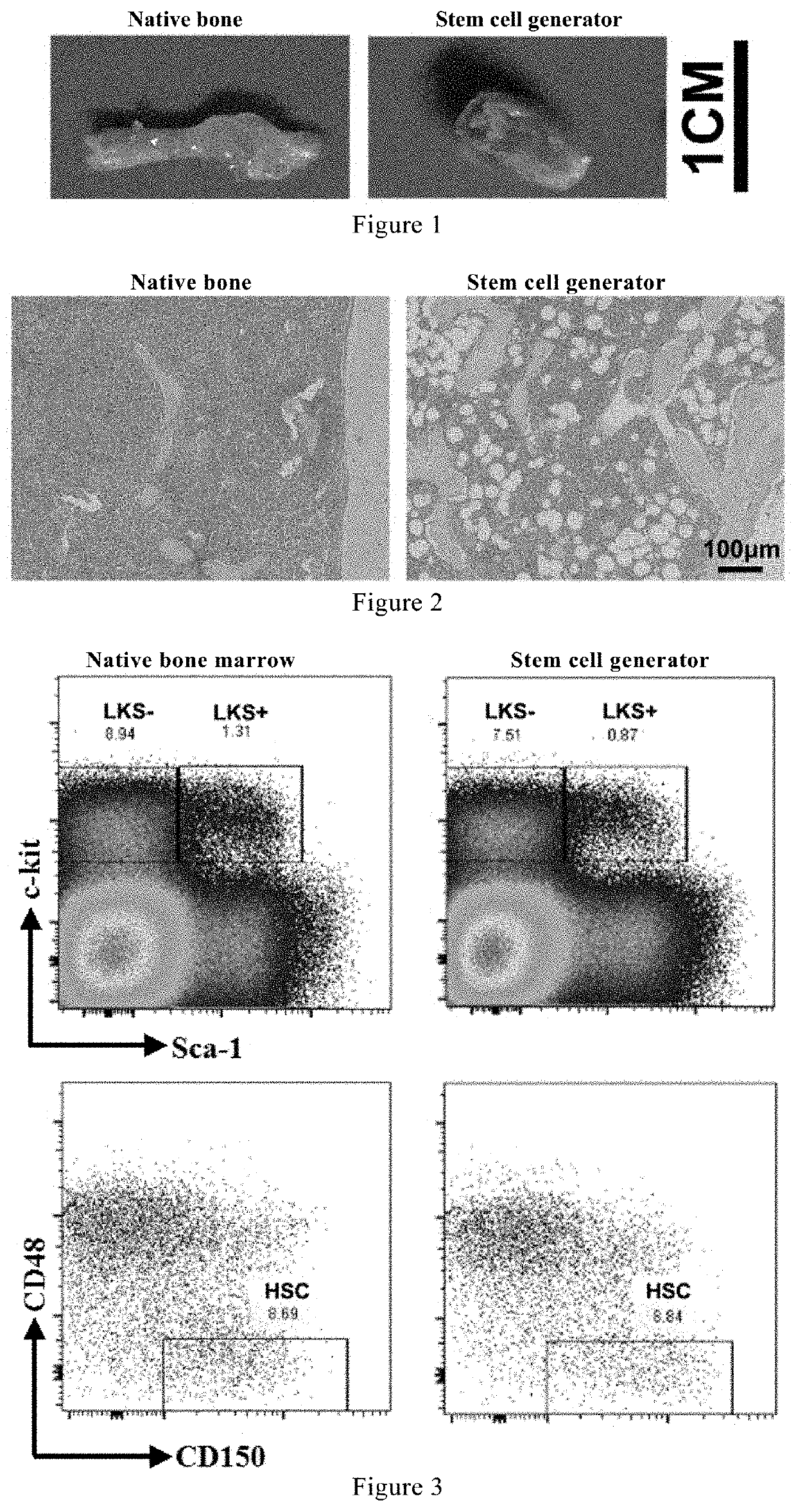 Use of stem cells produced by stem cell generator in treatment of hematopoietic damage