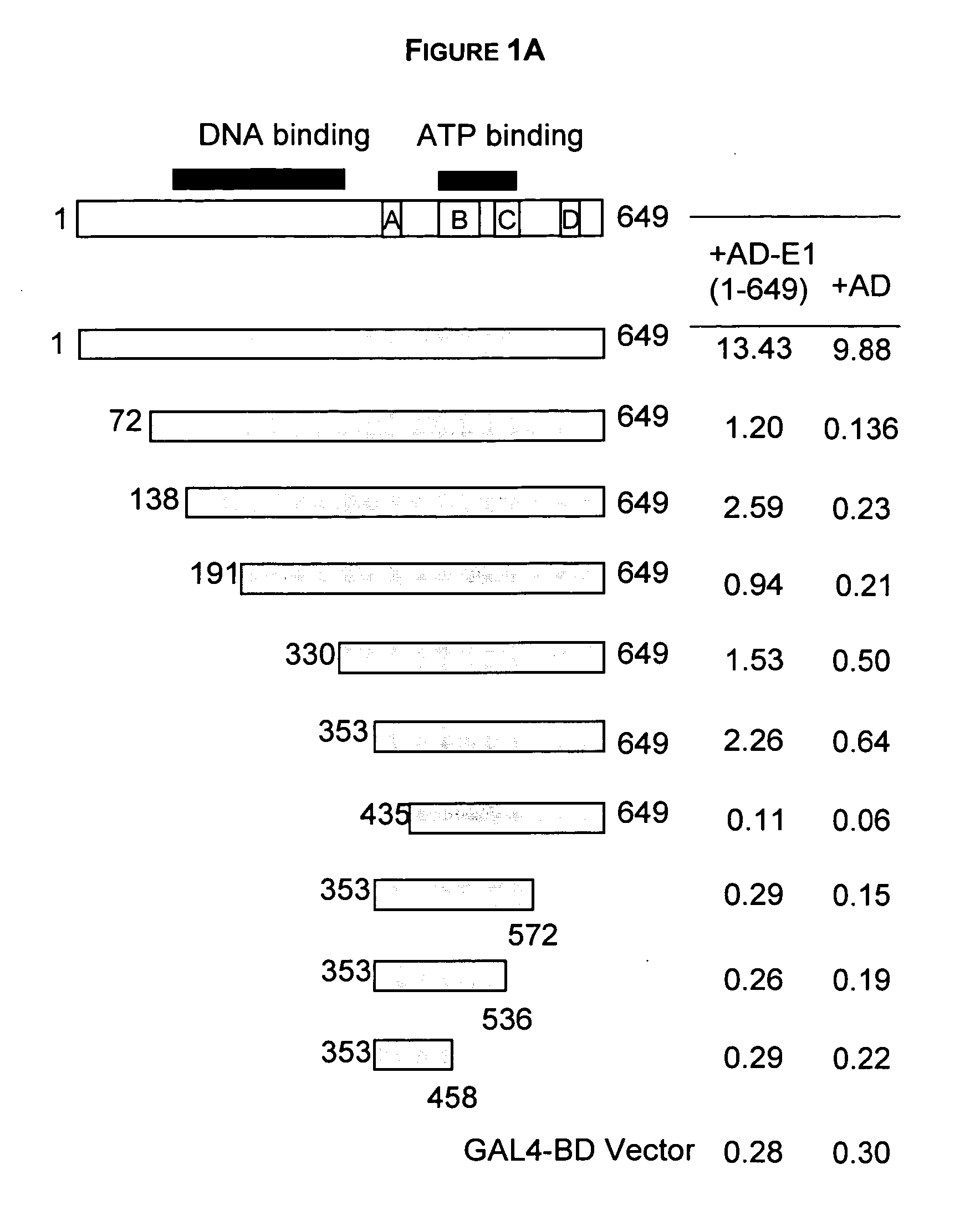 Regions of papilloma virus E1 helicase involved in E1 oligomerization