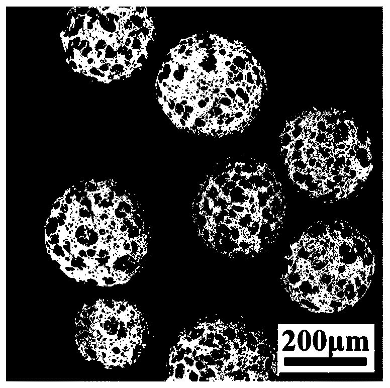 Acicular HA/PBLG porous composite microcarrier material for bone tissue engineering and preparation method of acicular HA/PBLG porous composite microcarrier material