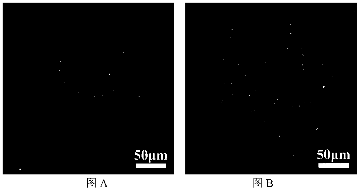 Acicular HA/PBLG porous composite microcarrier material for bone tissue engineering and preparation method of acicular HA/PBLG porous composite microcarrier material