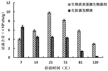 Biomass charcoal based microbial agent for preventing and controlling watermelon fusarium wilt as well as preparation method and application thereof