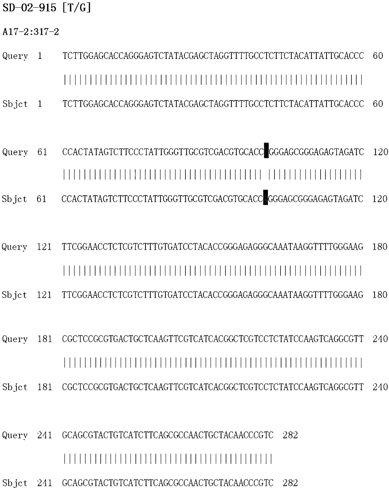SNP marker relevant to stem diameter character of millet, detection primers for SNP marker, and applications