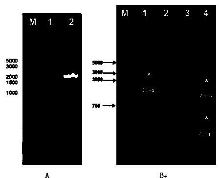 Sphingomonas alginate lyase gene ZH0-II as well as prokaryotic expression vector and application thereof