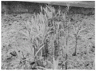 Method for improving germination uniformity of keteleeria cyclolepis flous