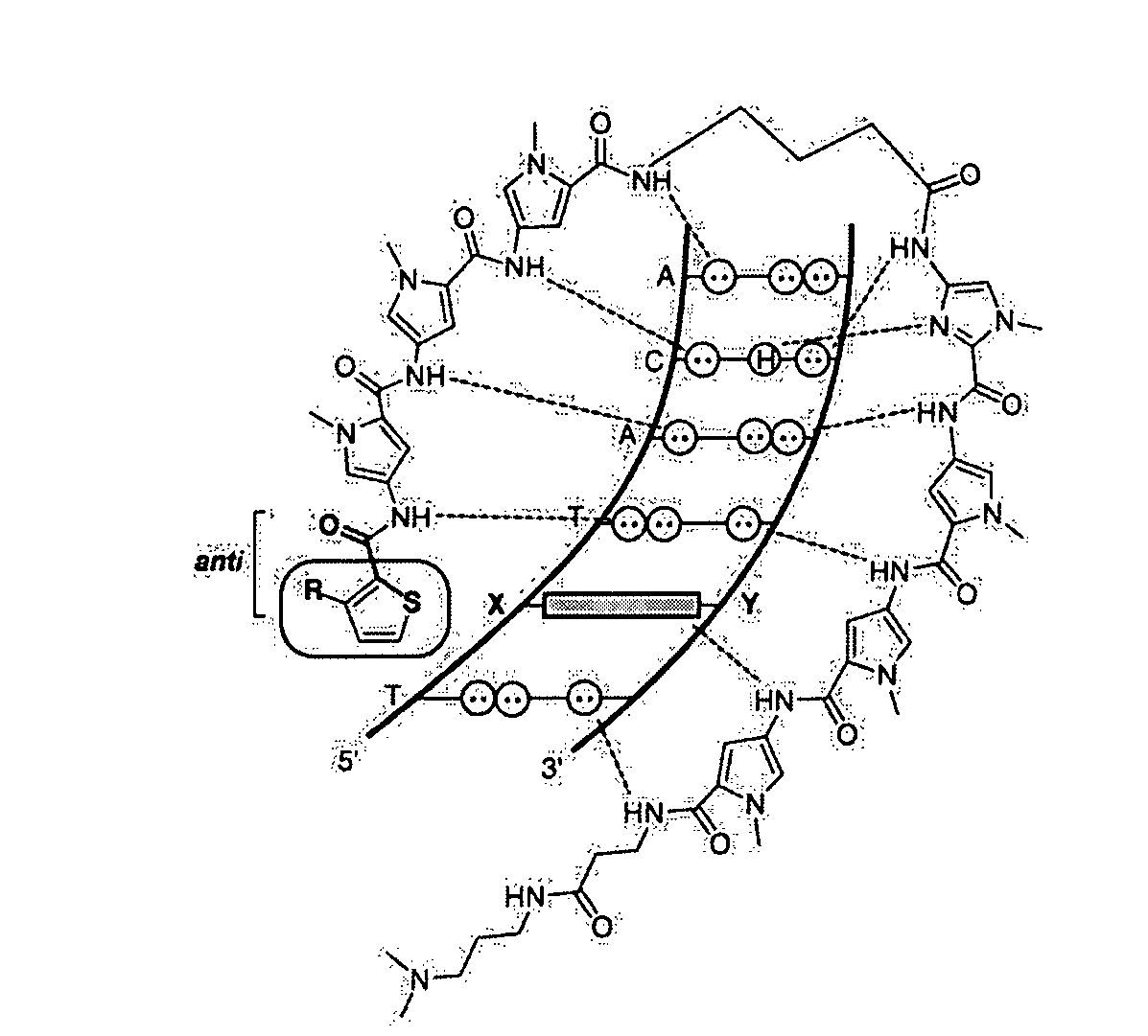 DNA-binding polymers