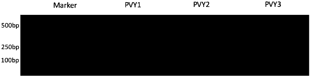 Potato Y virus gene fragment for efficiently producing siRNA, attenuated vaccine, preparation method and application thereof