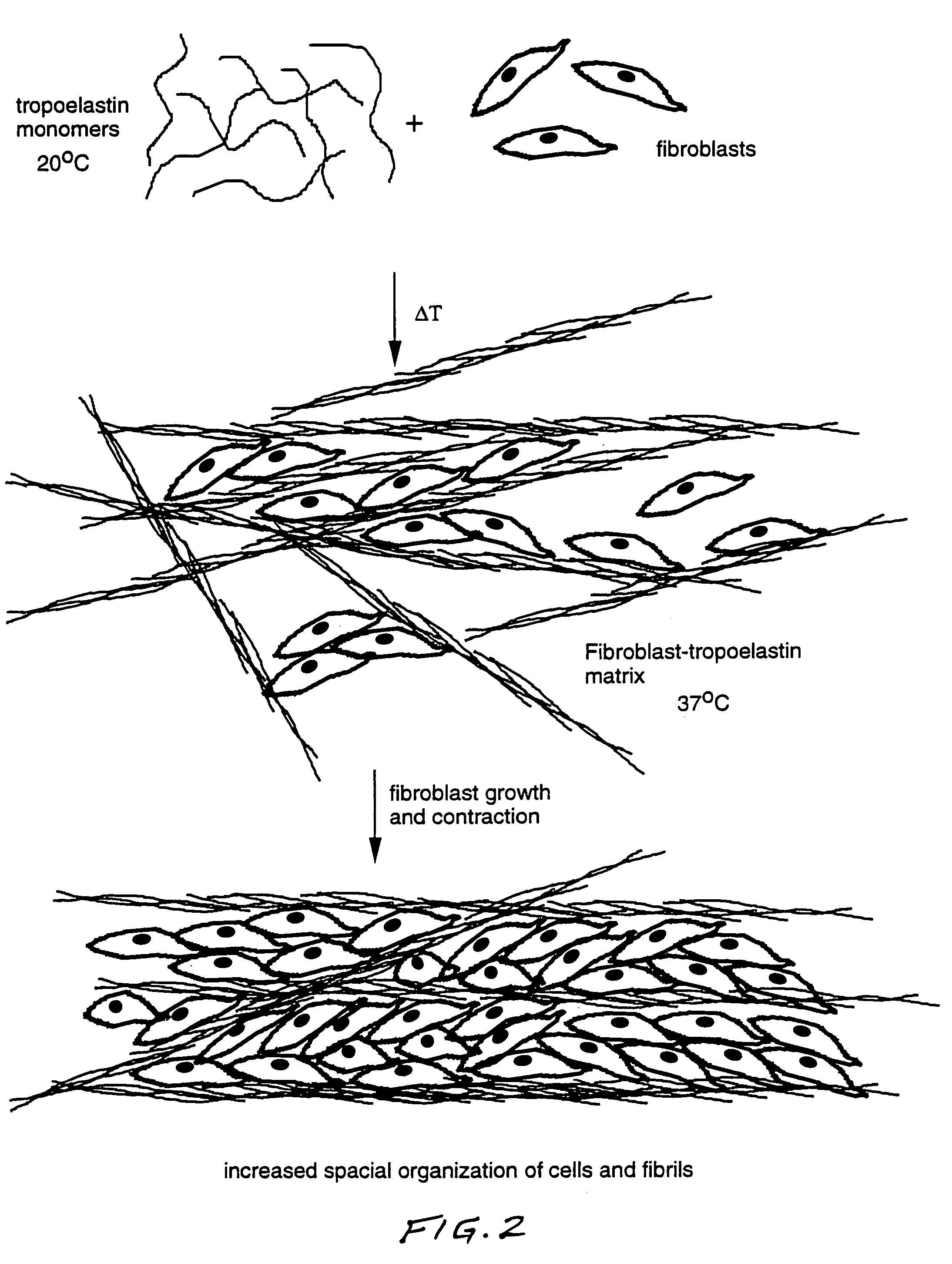 Method for using tropoelastin and for producing tropoelastin biomaterials