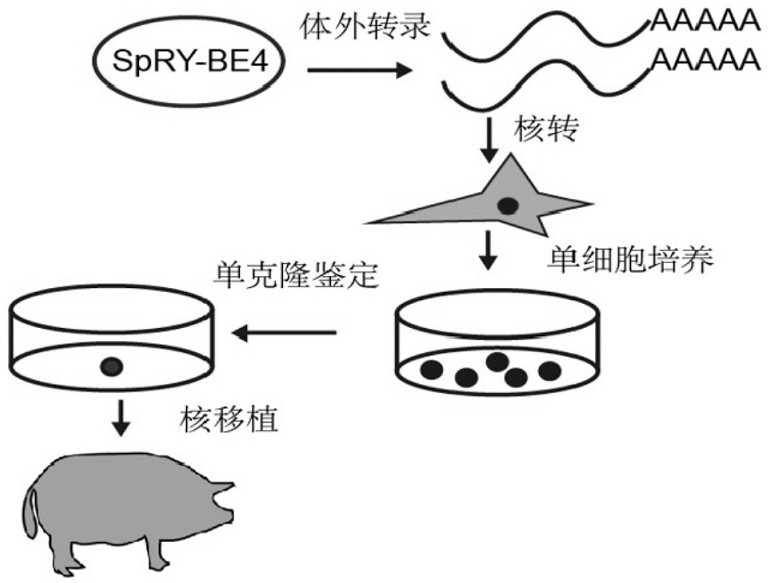 Method for preparing CD163 gene edited pig by using single base editor SpRY-BE4