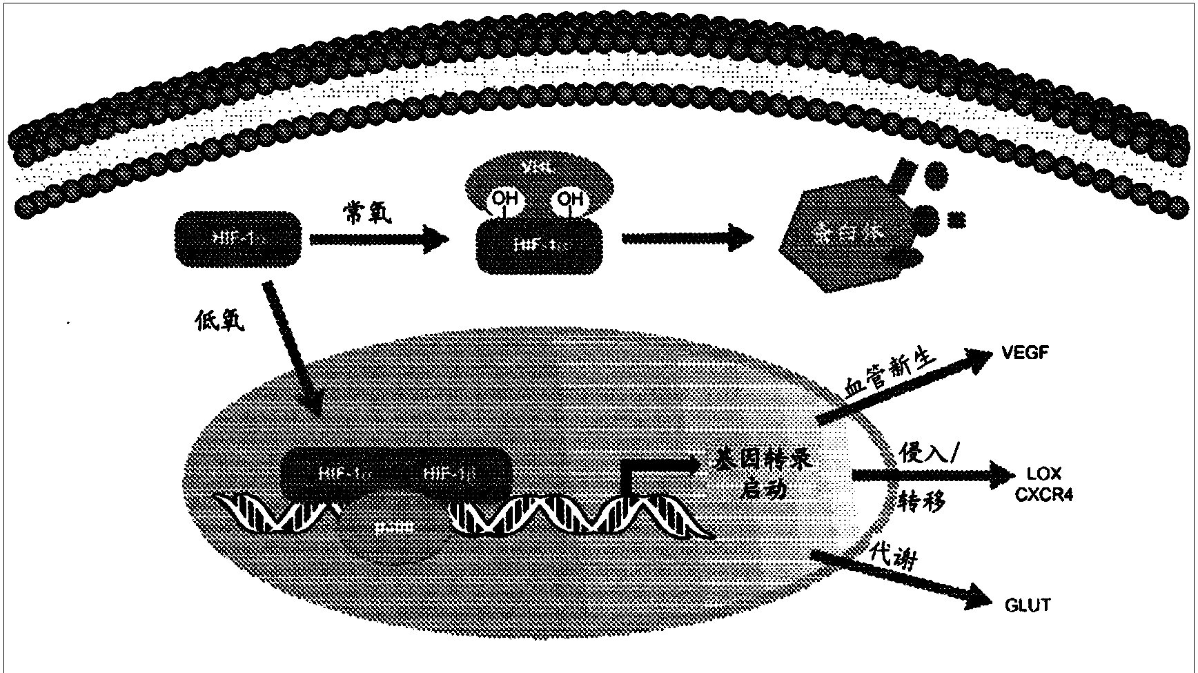 Control of hypoxia-inducible gene expression with oligooxopiperazine nonpeptidic helix mimetics