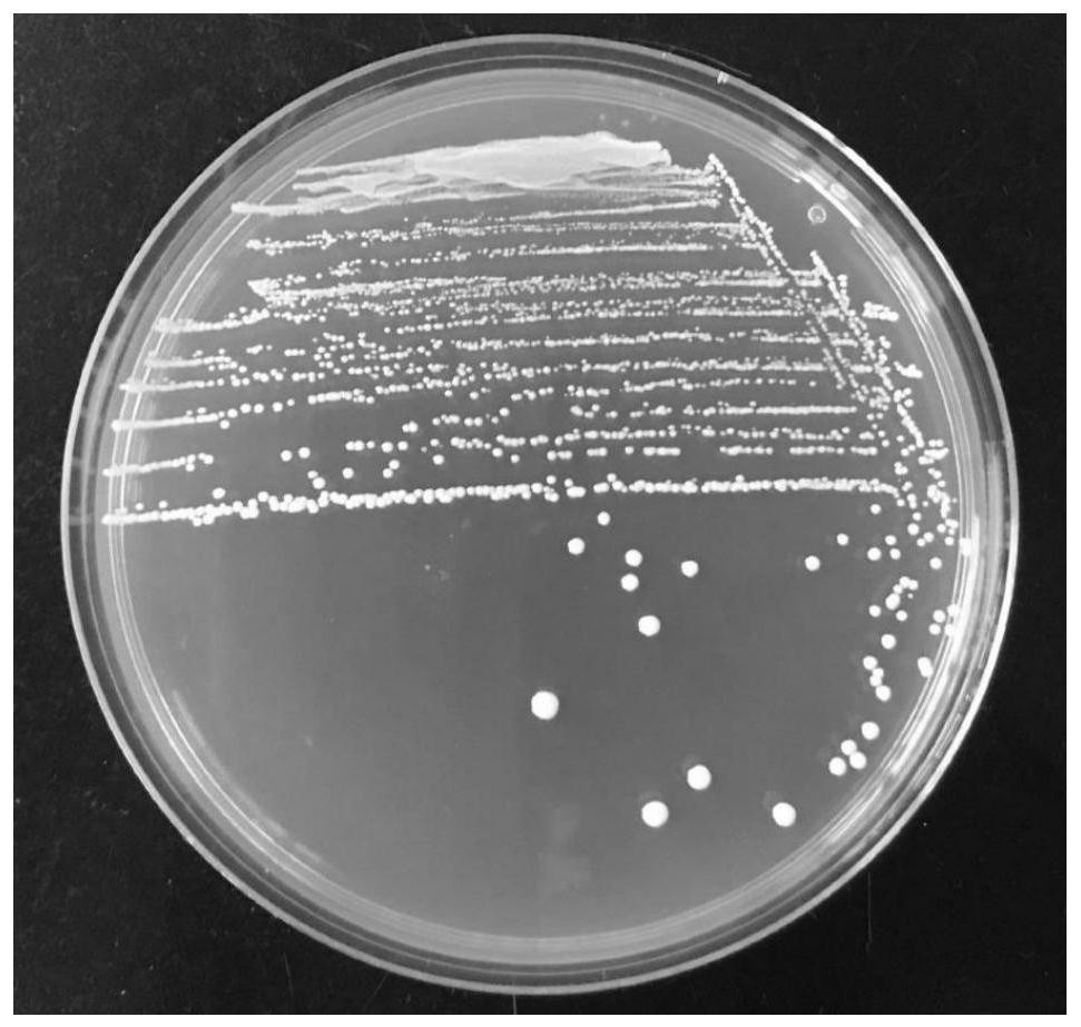 Lactobacillus fermentum with effect of relieving osteoporosis and application thereof