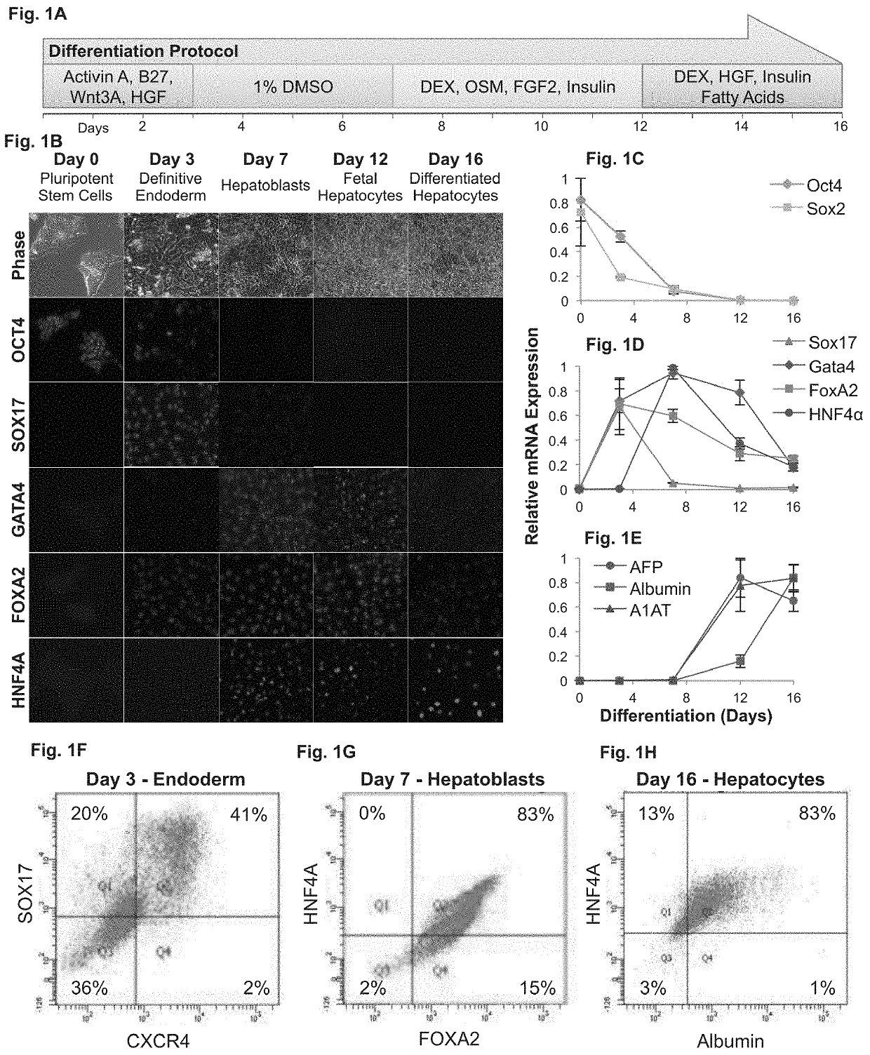 Methods of inducing metabolic maturation of human pluripotent stem cells— derived hepatocytes