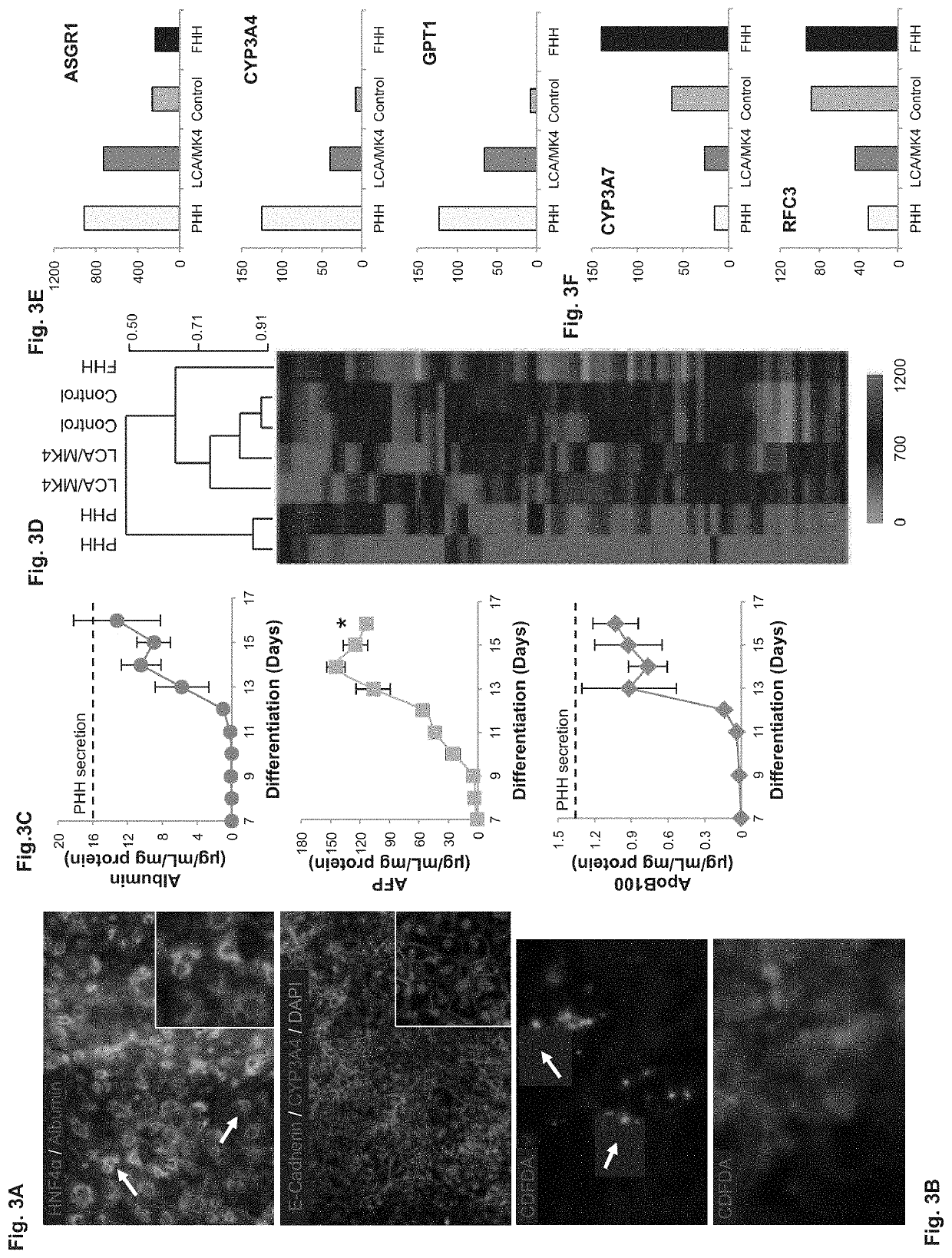Methods of inducing metabolic maturation of human pluripotent stem cells— derived hepatocytes