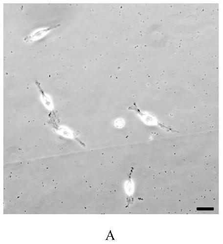 A kind of naked mole rat oligodendrocyte precursor cell culture method