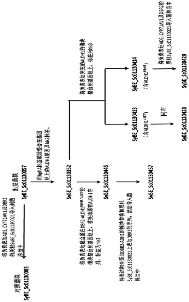 A kind of Saccharomyces cerevisiae engineering bacteria producing dihydroartemisinic acid and its construction method and application