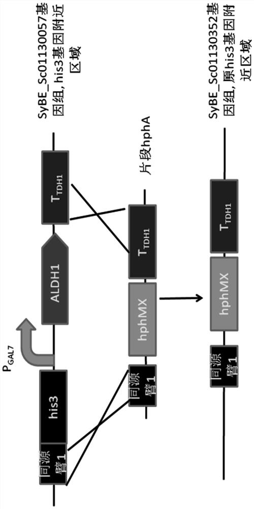 A kind of Saccharomyces cerevisiae engineering bacteria producing dihydroartemisinic acid and its construction method and application