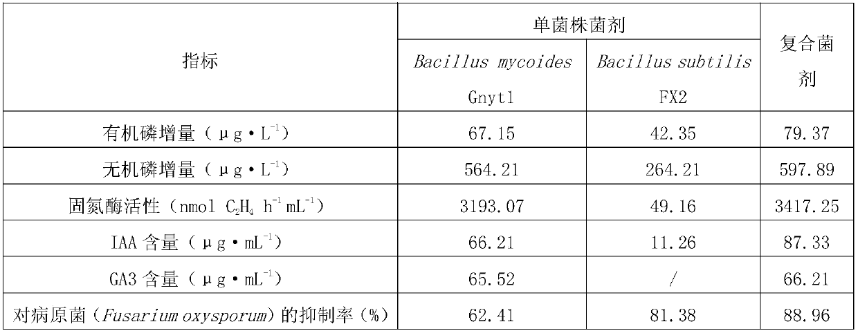 Special mixed bacterial fertilizer for umbelliferae and preparation method thereof