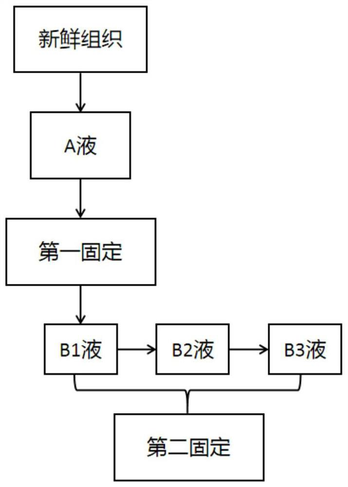 Formaldehyde-free fixing liquid capable of being used for fixing various fresh tissues and fixing method