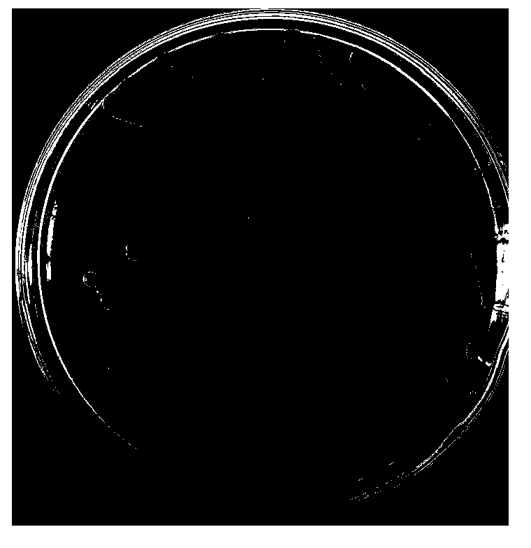 Method for producing haematochrome by using Bacillus subtilis