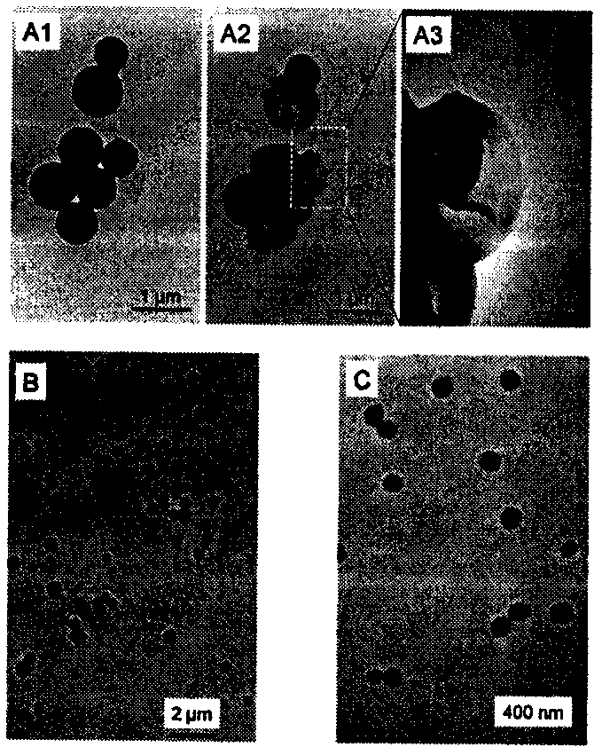 Application of nano-selenium as radiosensitizer of iodine‑125 particles