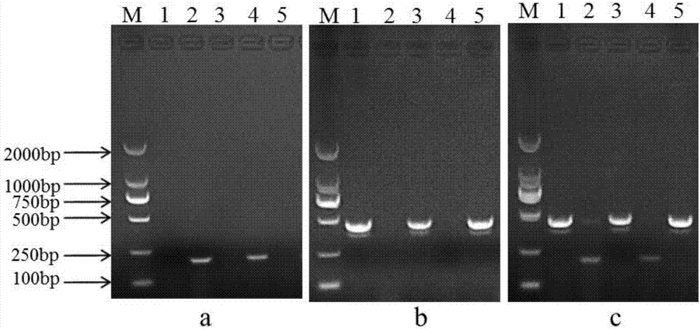 Primers for identifying pathogenic bacteria of tomato neck-root rot and wilt and kit
