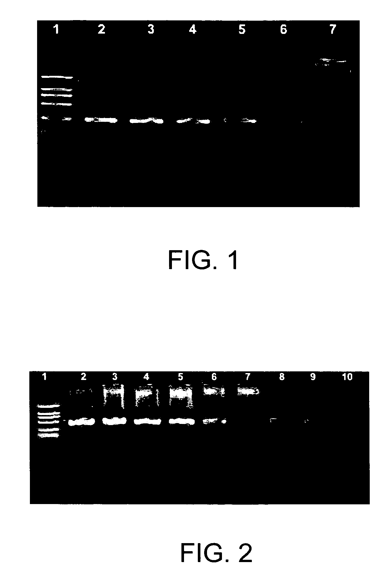 Method of optimizing amplification in PCR