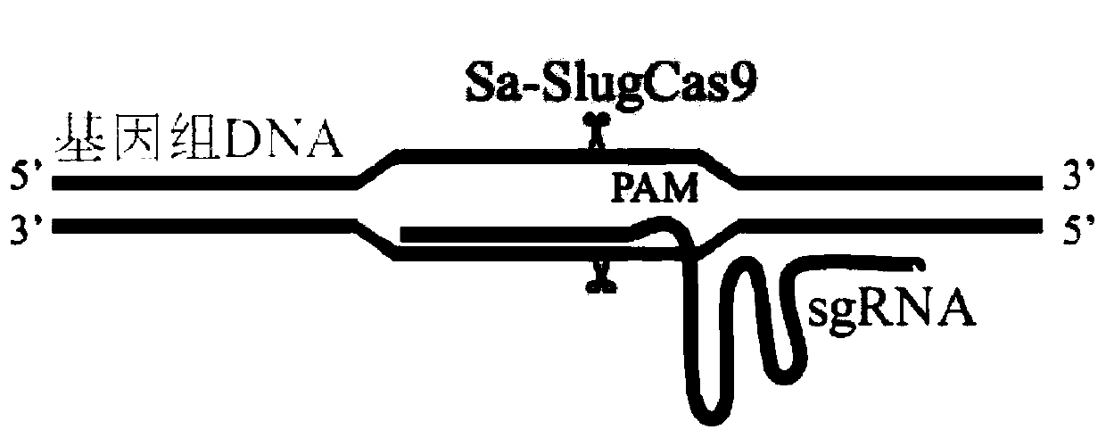 CRISPR/Sa-SlugCas9 gene editing system and application thereof