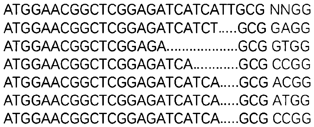 CRISPR/Sa-SlugCas9 gene editing system and application thereof