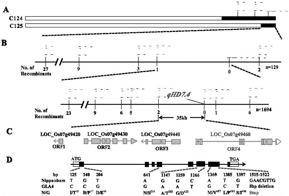 Rice heading period related protein, and coding gene and application thereof