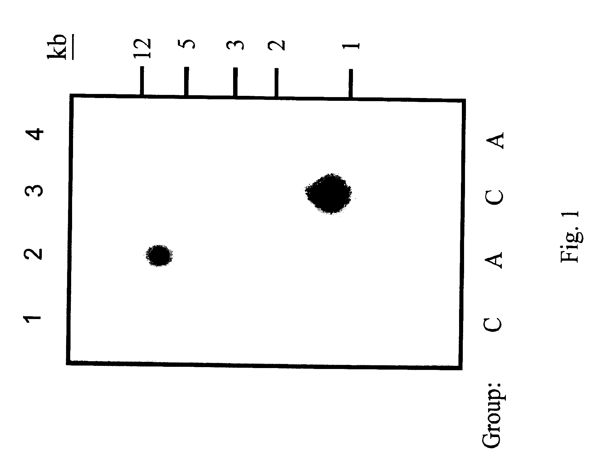 Hyaluronan synthase gene and uses thereof