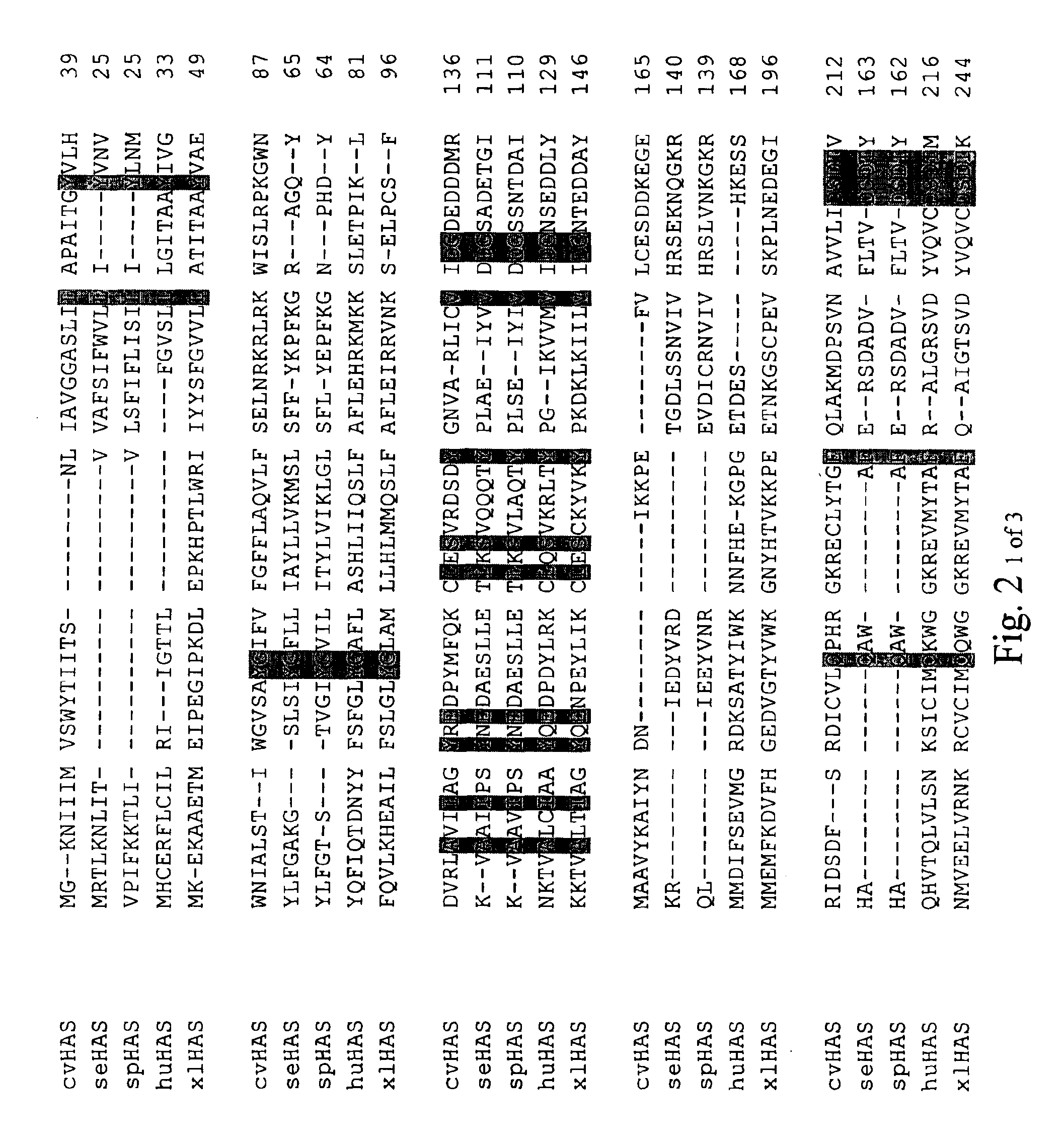 Hyaluronan synthase gene and uses thereof