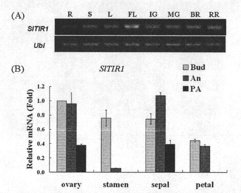 Application of tomato growth hormone receptor homologous gene S1TIR1 in fruit parthenocarpy