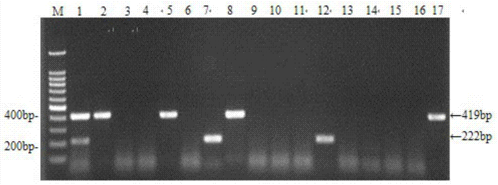 Double RT-PCR detection kit for H9 subtype avian influenza virus and duck tembusu virus