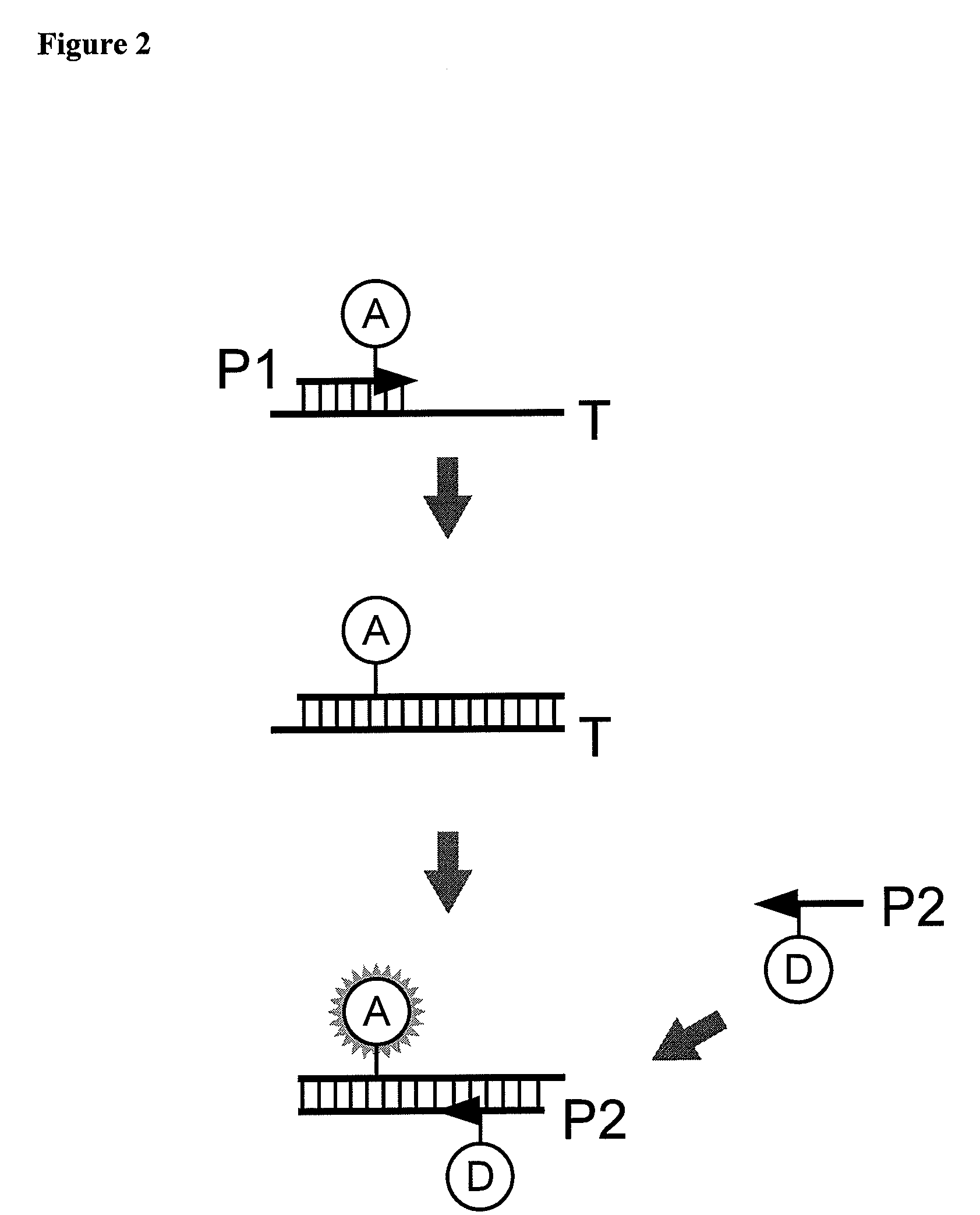 Methods of PCR-Based Detection of "Ultra Short" Nucleic Acid Sequences
