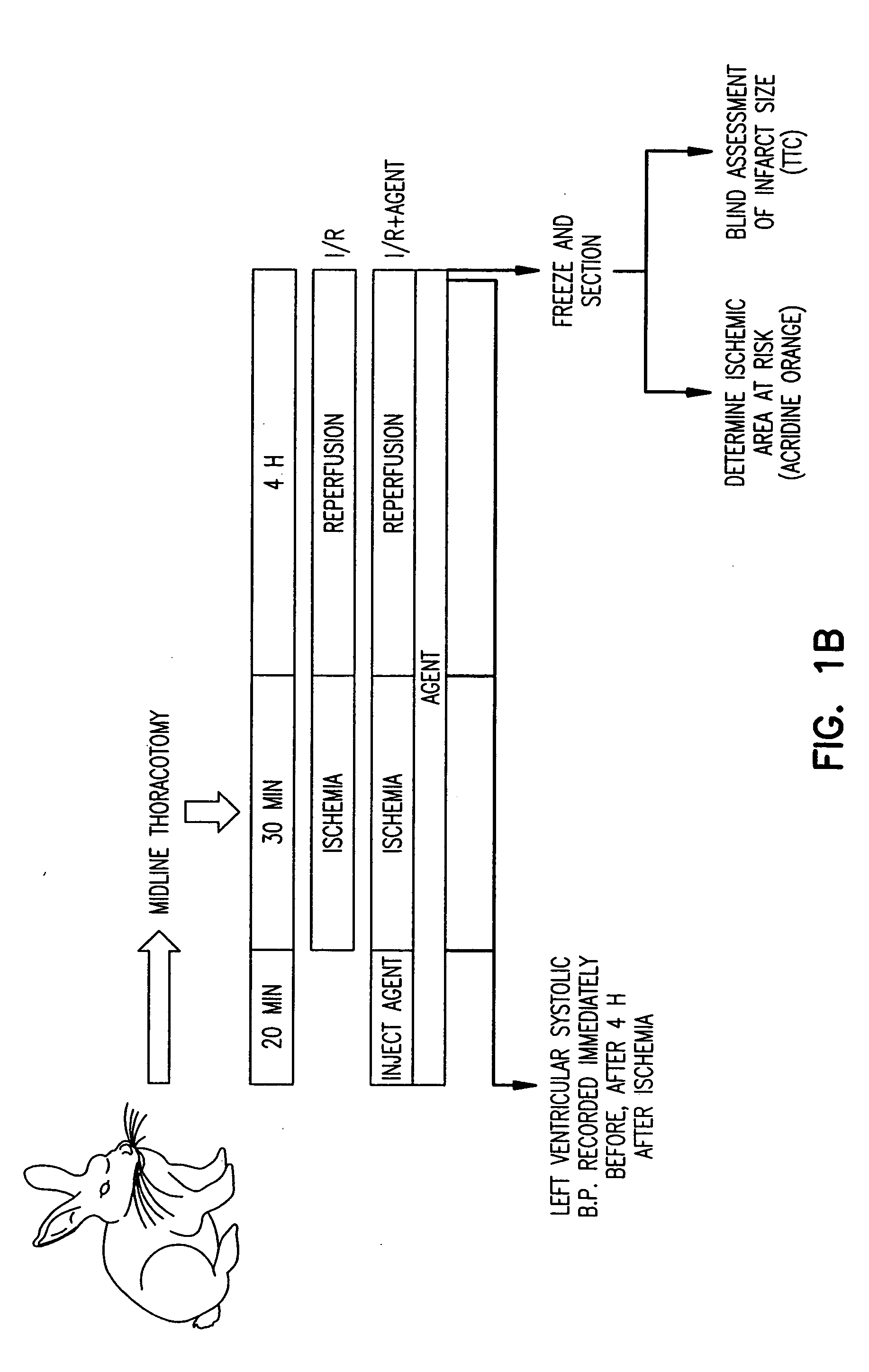 Method to inhibit ischemia and reperfusion injury