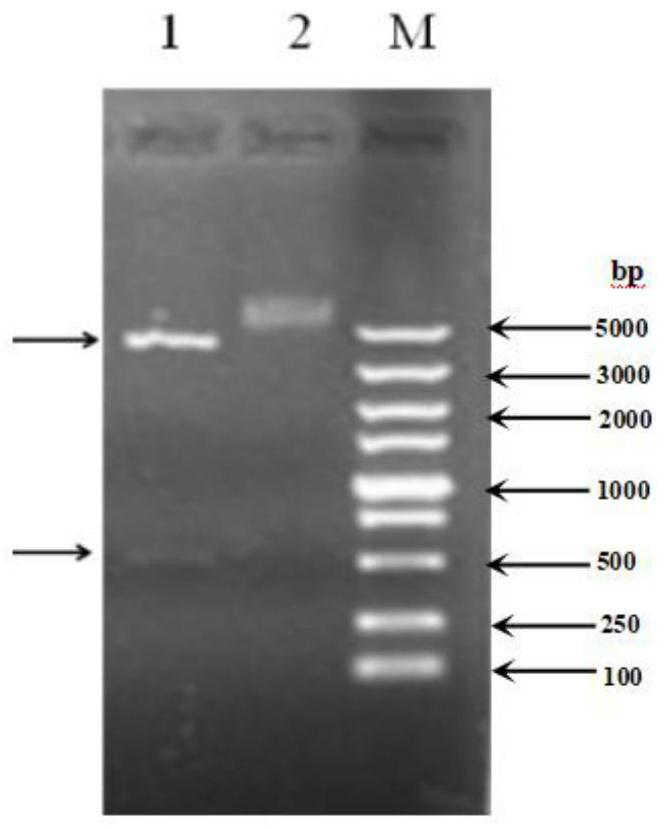 DHFR-based multi-residue fluorescence polarization immunoassay method for sulfonamide synergist drugs