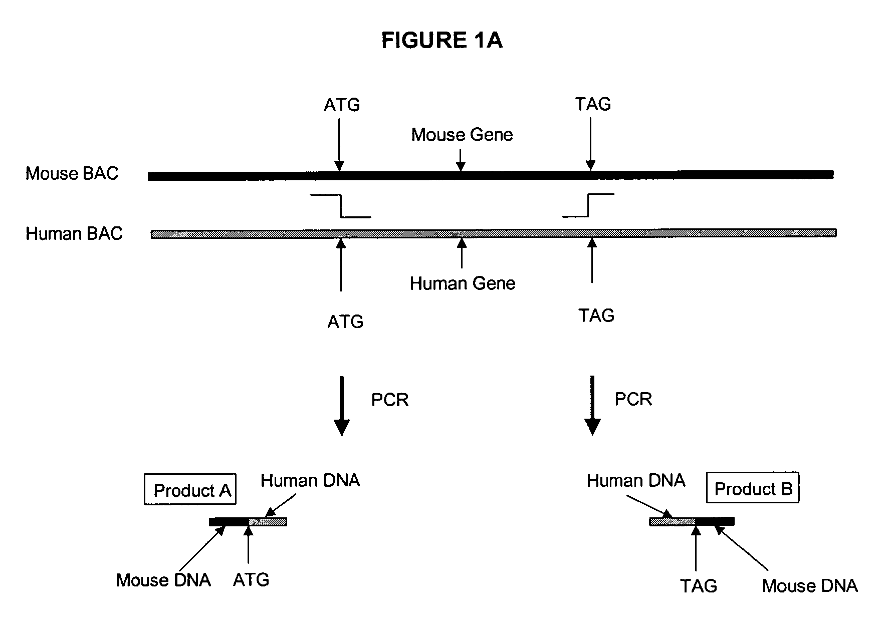 Methods and compositions for the generation of humanized mice