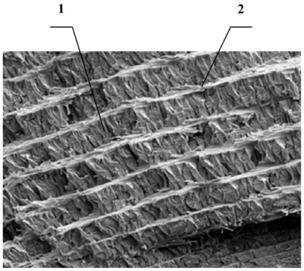 A fiber-reinforced composite material imitating the structure and function of scorpion pincers