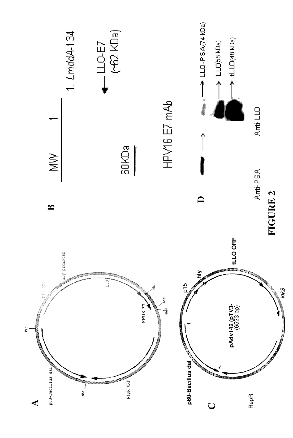 Dual delivery system for heterologous antigens
