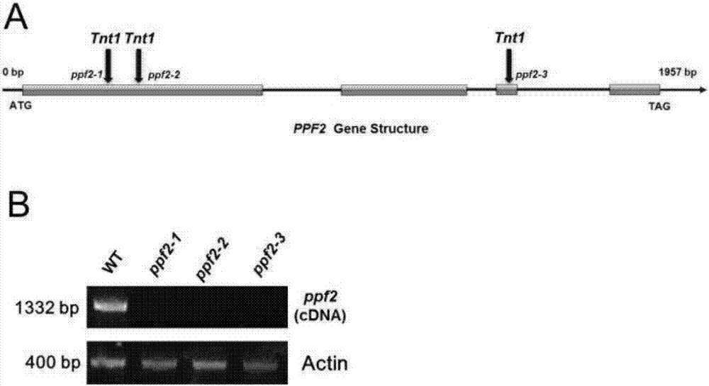 Application of PINNATE PENTAFOLIATA2 gene in regulating and controlling leaflet quantity of leguminous plants