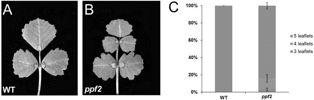 Application of PINNATE PENTAFOLIATA2 gene in regulating and controlling leaflet quantity of leguminous plants