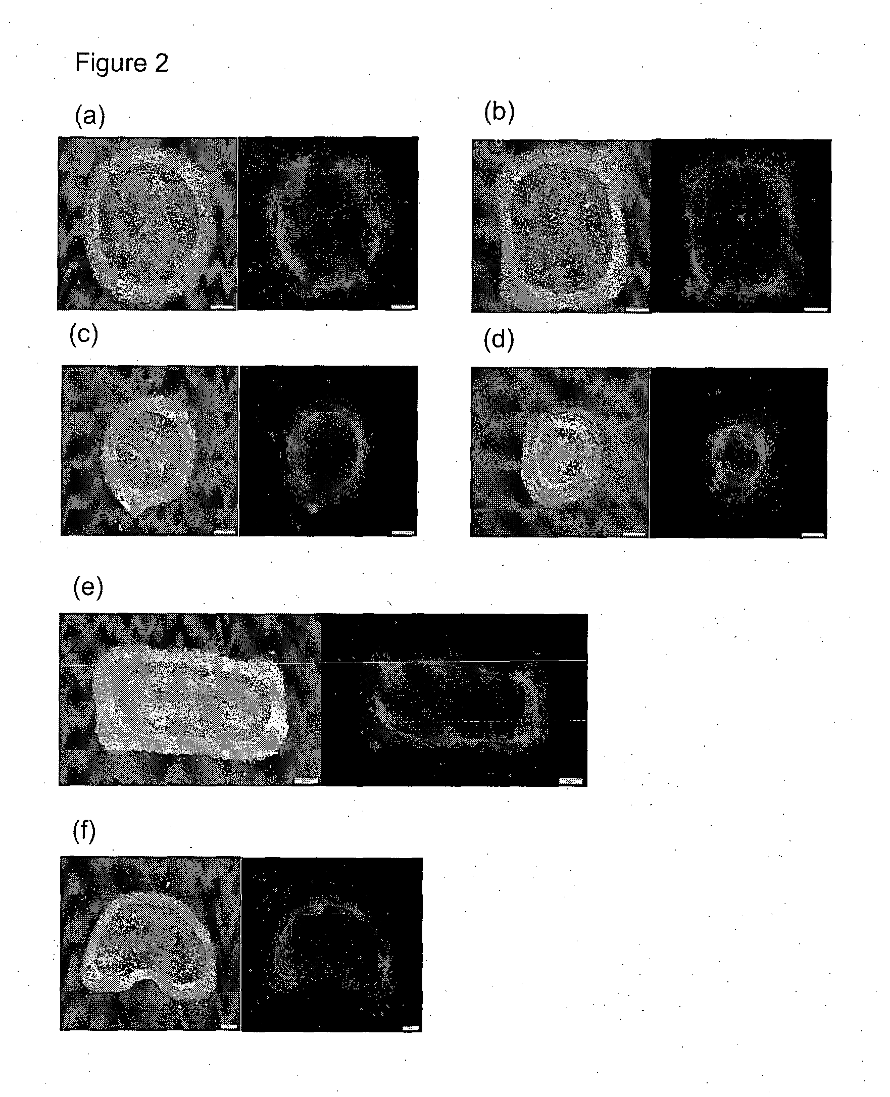 Method and system for in vitro developmental toxicity testing