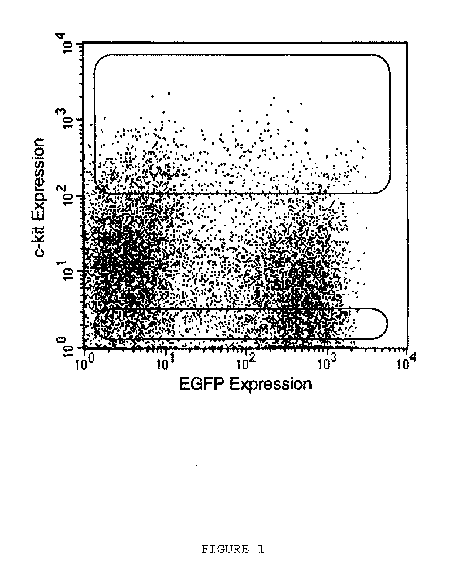 Compositions of adult organ stem cells and uses thereof