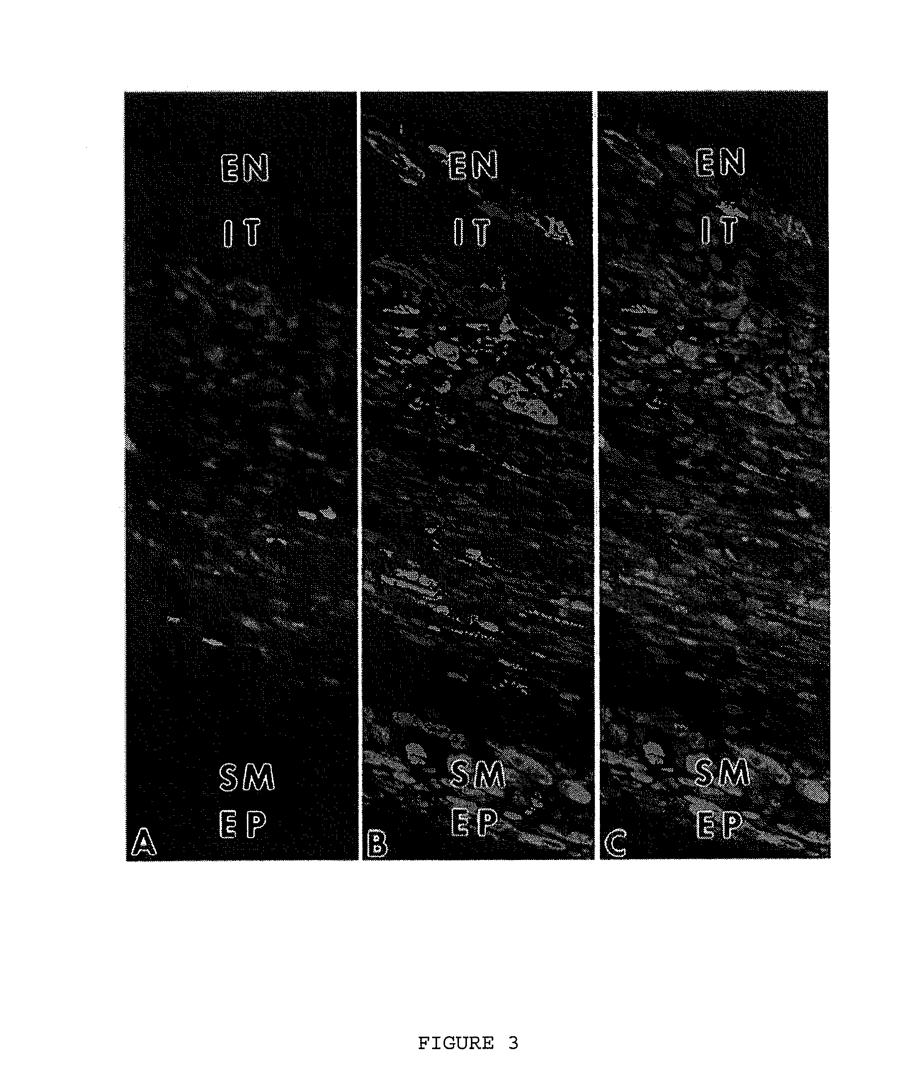 Compositions of adult organ stem cells and uses thereof
