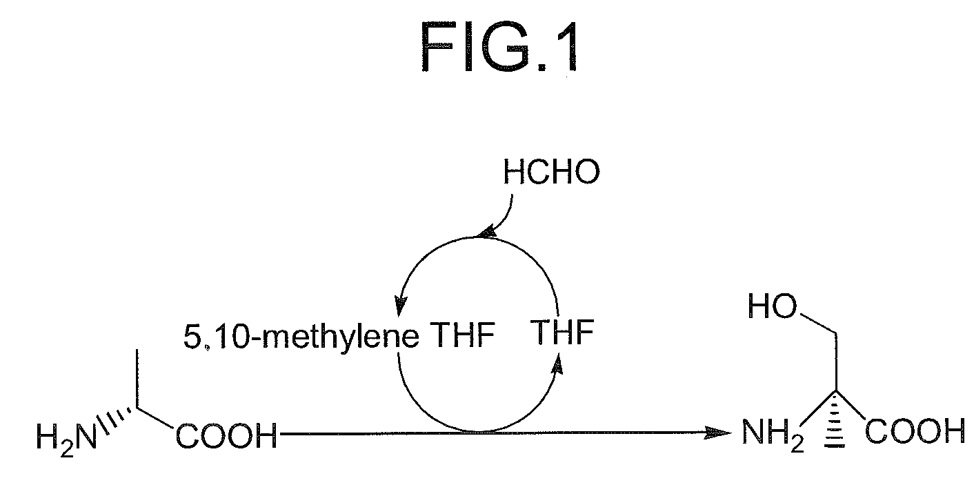 Method for producing beta-hydroxy amino acid and enzyme used therefor