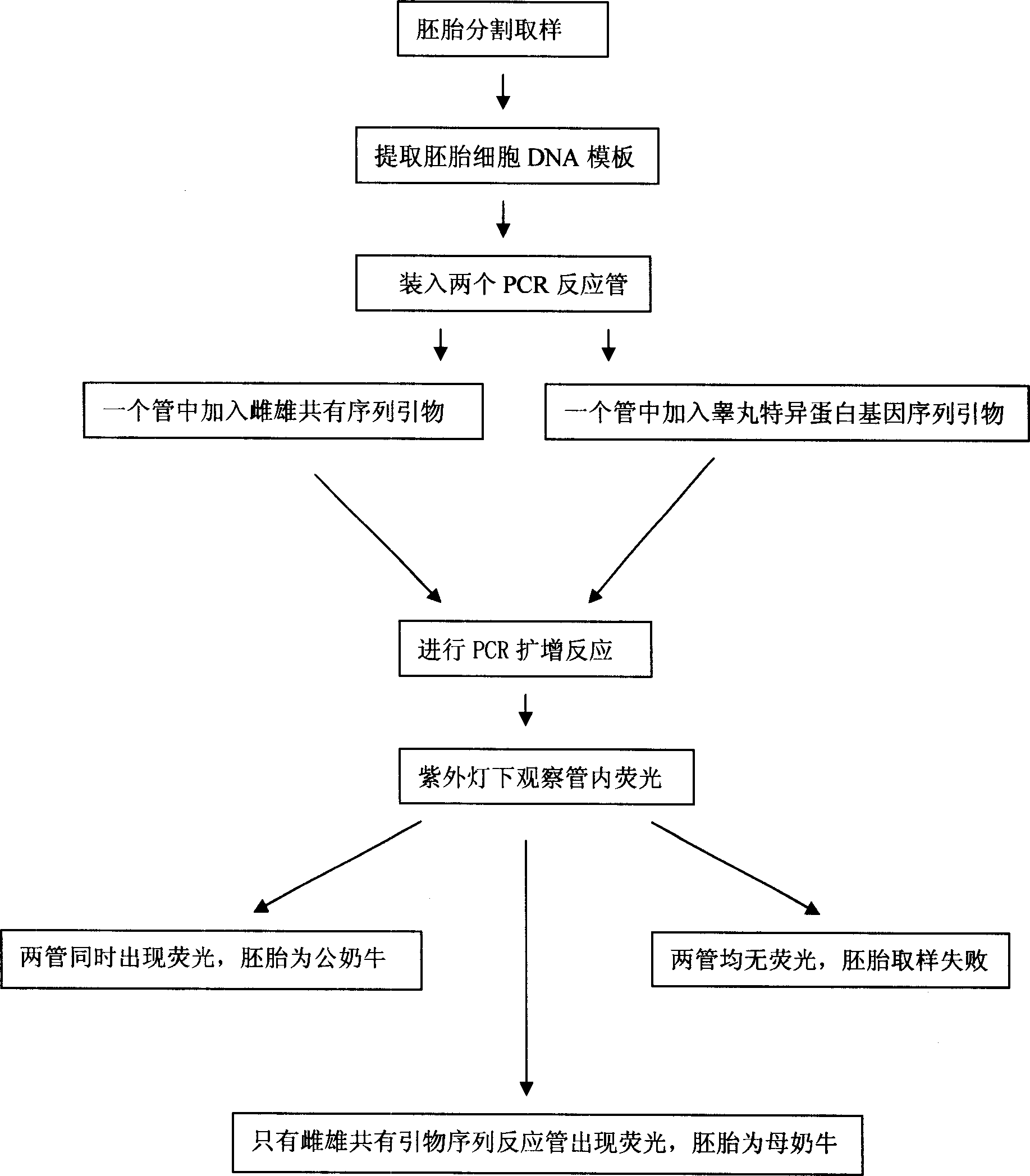 Spermary-specific protein gene sequence primer and non-electrophoresis method for detecting and identifying cow embryo gender