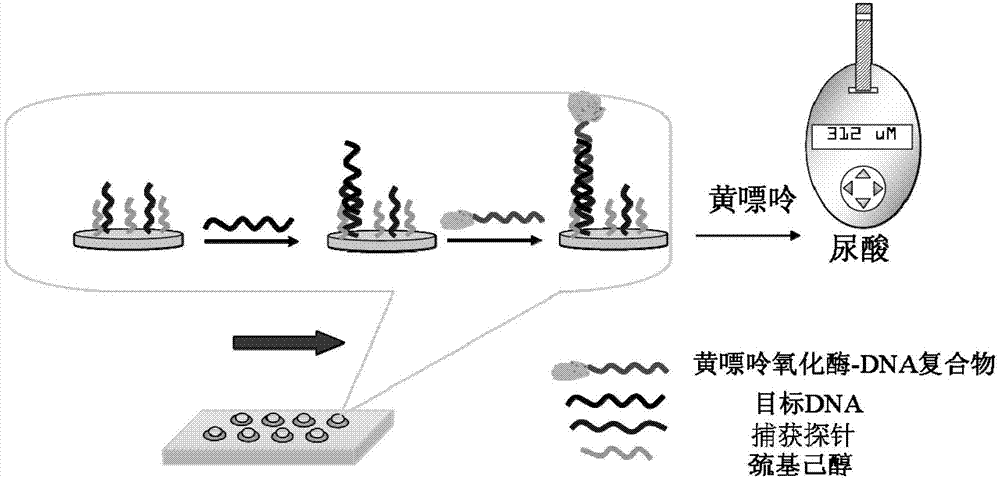 Xanthine oxidase-deoxyribonucleic acid (DNA) complex for detecting target gene by uric acid instrument and preparation method and application of xanthine oxidase-deoxyribonucleic acid (DNA) complex in detection