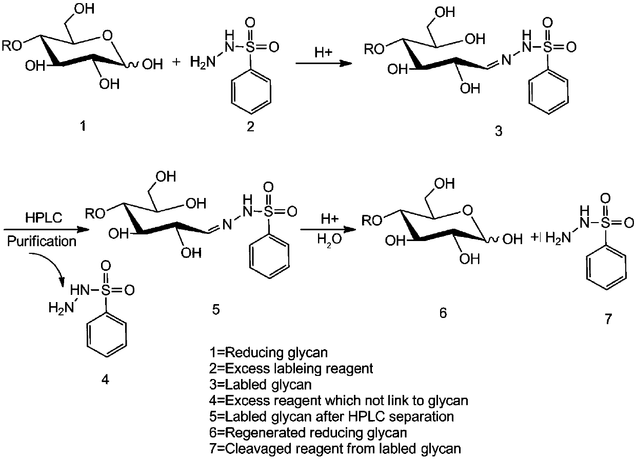 Method for regenerating reducing sugar from hydrazine chromophoric reagent derivative of reducing sugar